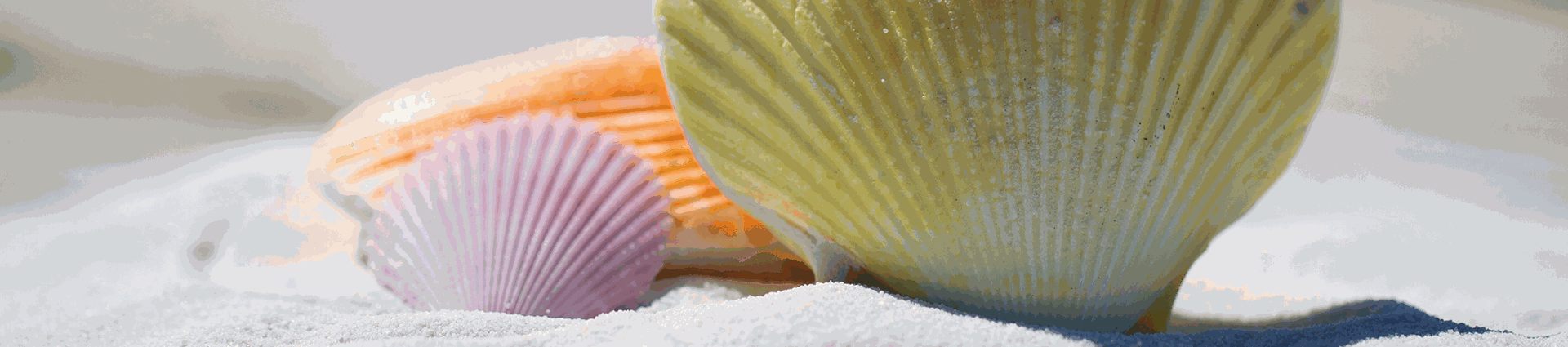 A close-up of three seashells in pink, orange, and yellow tones resting in white sand, with a calm, soft-focus coastal mood in muted daylight.